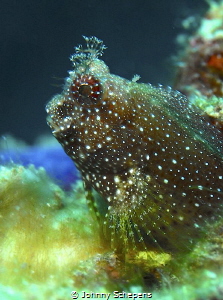 shiny blenny......simply sparkling by Johnny Schepens 